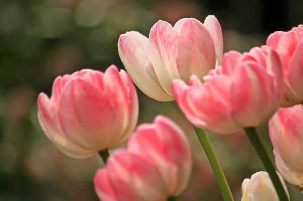 Natur,blühen,Pflanze,Blume,Blütenblatt,Tulpe