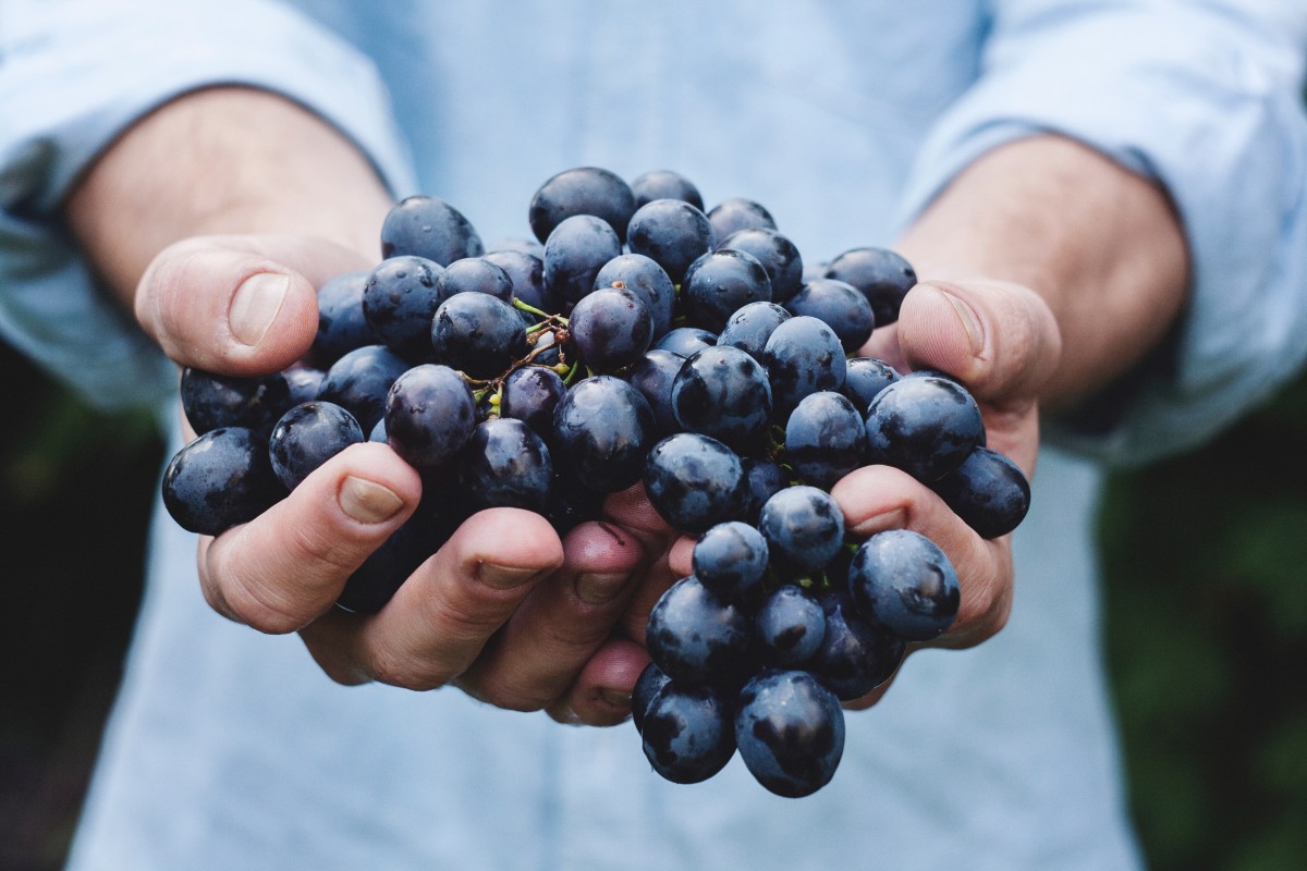 Hand, Person, Pflanze, Traube, Frucht, Beere, Lebensmittel, produzieren, halt, Brombeere, Nahansicht, blühende Pflanze, Vitis, Heidelbeere, Landanlage, Weinrebenfamilie