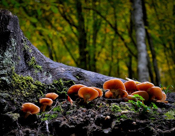 árbol,naturaleza,bosque,planta,césped,rama