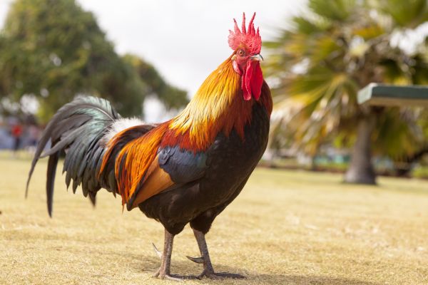 bird,animal,beak,chicken,macro,fowl