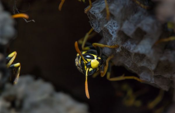 natur, fotografering, blad, blomst, afdeling, plante