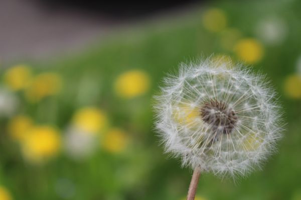 nature, grass, plant, photography, blossom, field