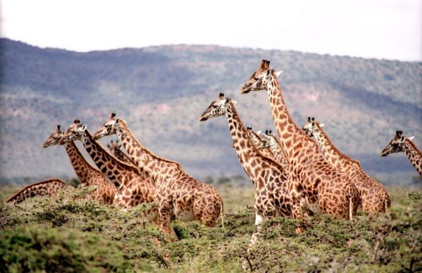 Příroda,divočina,zvěř a rostlinstvo,divoký,tráva,Afrika