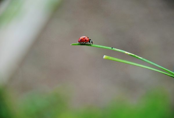 doğa, çimen, fotoğrafçılık, Yaprak, çiçek, şube