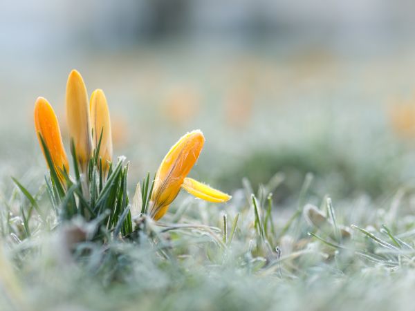 natur,gräs,växt,äng,fotografi,prärie