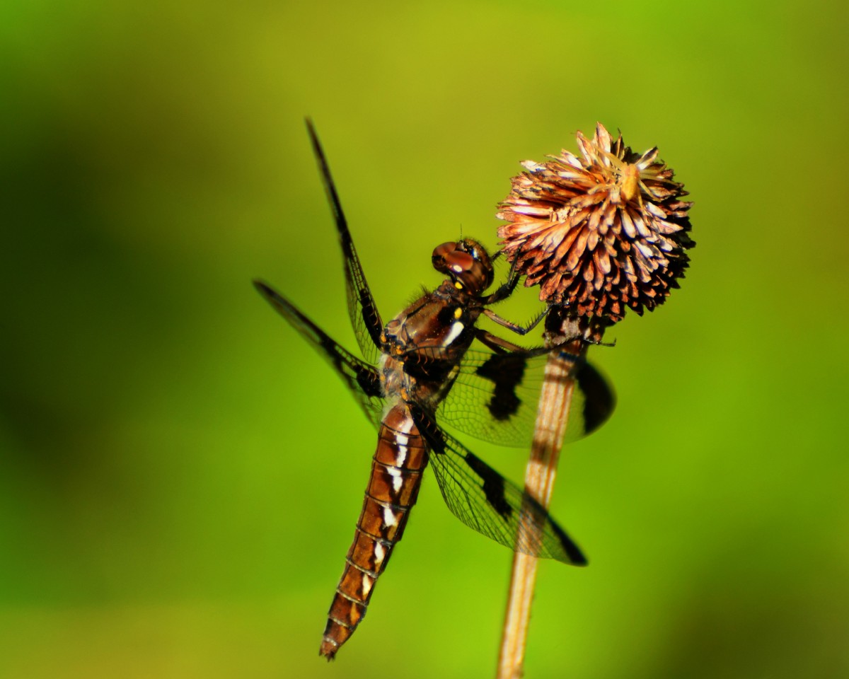 naturaleza, fotografía, flor, animal, volador, mosca, fauna silvestre, verde, insecto, flora, fauna, invertebrado, de cerca, Ojos, alas, libélula, néctar, Fotografía macro, artrópodo, Tallo de la planta, Libélulas y damseflies