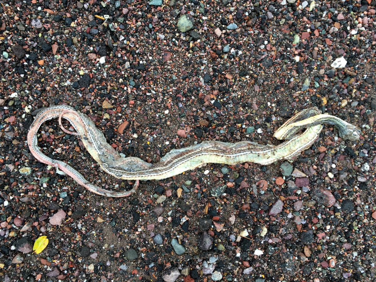 野生动物, 爬虫, 动物群, 蛇, 脊椎动物, 蛇, 袜带蛇, colubridae, 侧音, 缩放爬行动物, hognose蛇, id科