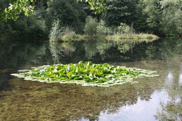 Baum, Wasser, Natur, Wald, Sumpf, Pflanze