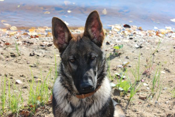 perro, mascota, mamífero, Pastor alemán, vertebrado, playa