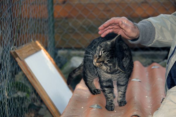 Франция,Европа,котка,бозайник,котки,приют