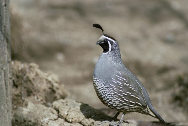 uccello,animale,natura,becco,fauna,California