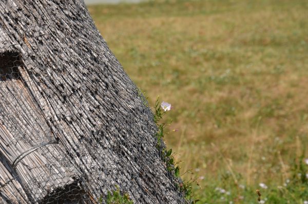 Gras,Holz,Baum,Natur,Rock,Pflanze