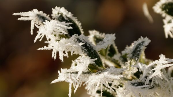 tre, natur, gren, snø, kald, vinter