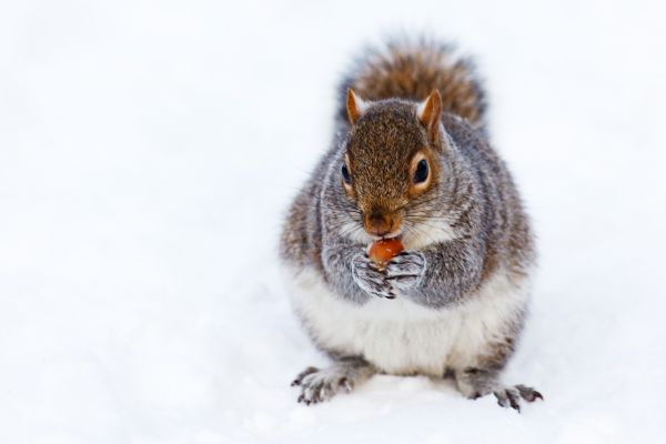 animale,carina,la neve,freddo,inverno,bianca