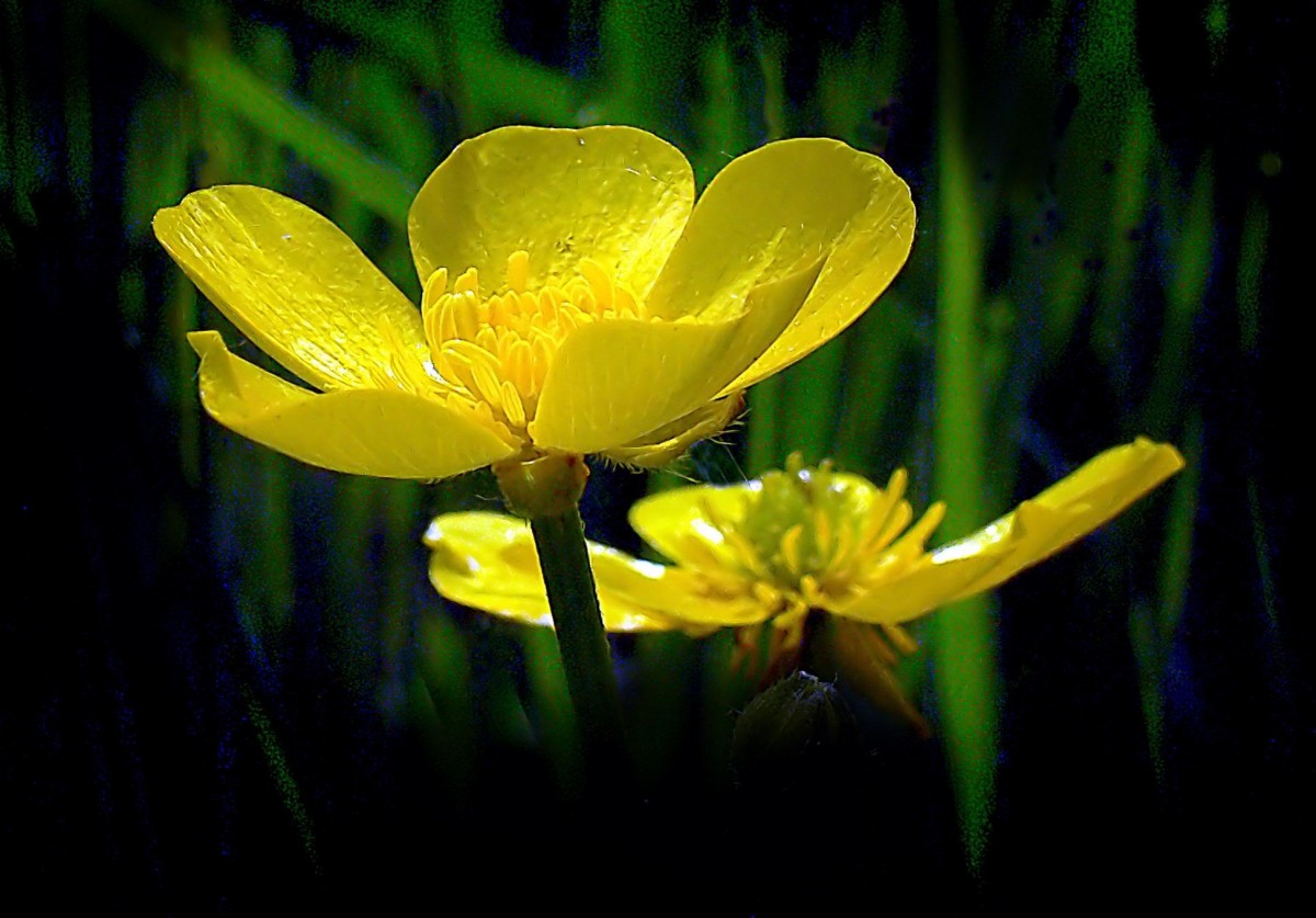 príroda, rastlina, slnečnému žiareniu, kvetina, okvetné lístok, zelená, botanika, žltá, vodných rastlín, flóra, wildflower, zväčšenie, yellowflowers, záružlie, makro fotografie, kvitnúca rastlina, závod stonka, rastlina krajiny