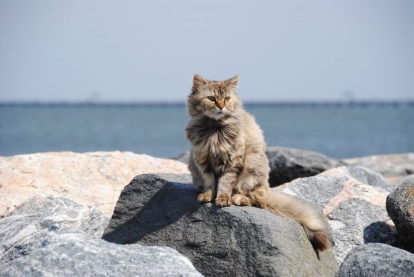 바닷가,집 밖의,고양이 새끼,고양이,포유 동물,동물 상