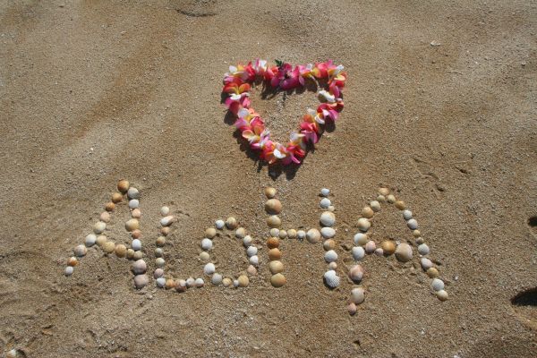 beach,coast,flower,sand,word,shore