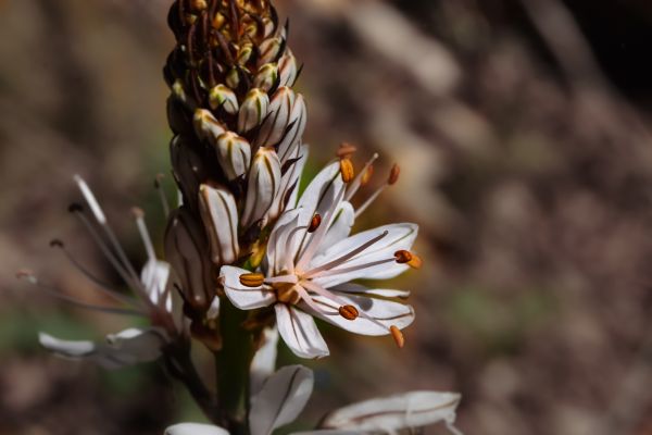 natur,blomst,plante,fotografering,blad,blomst