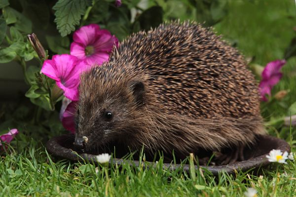 zwierzę, dzikiej przyrody, ssak, ogród, fauna, wąsy