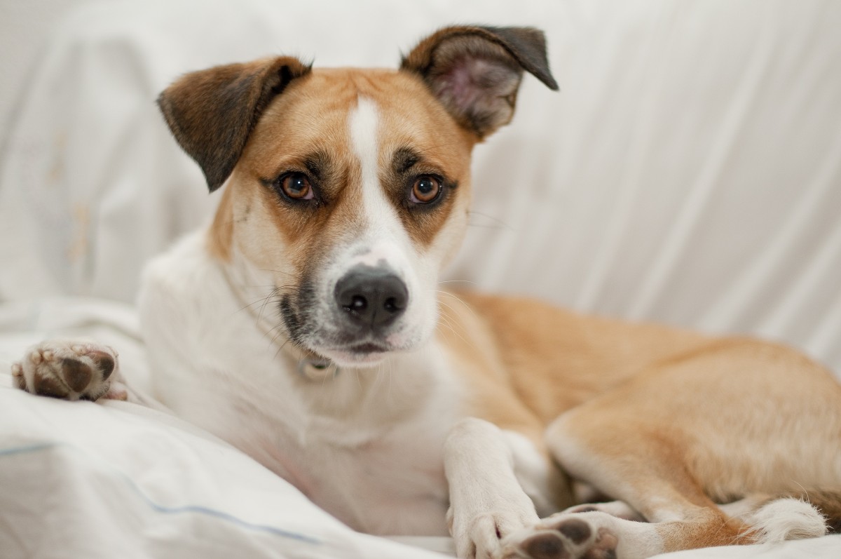 natura, cucciolo, cane, animale, canino, animale domestico, giovane, mammifero, vertebrato, domestico, cane di razza, terrier, cagnetto, cane felice, cane carino, Parson Russell Terrier, jack russell terrier, cane di strada, cane come mammifero, russell terrier, danish farmdog svedese