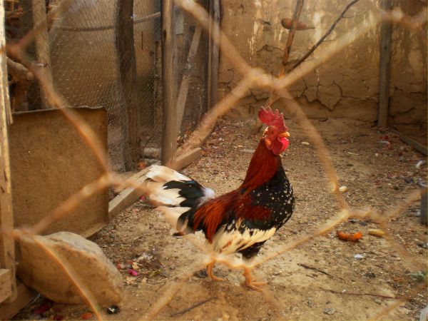 burung,hewan,kebun binatang,ayam,fauna,pagar