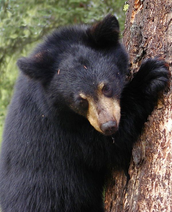 copac,animal,urs,animale sălbatice,sălbatic,grădină zoologică