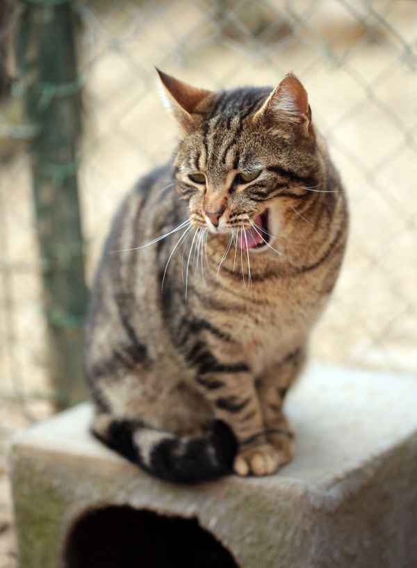 France,L'Europe ,chat,Canon,mammifère,faune