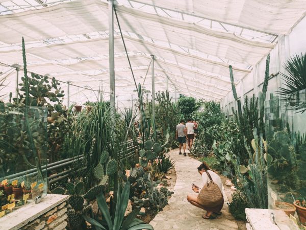 herramienta, jardín, invernadero, Objeto hecho por el hombre, patio interior, botánica