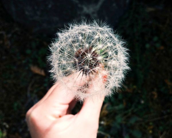 nature,plant,dandelion,flower,hand,seed