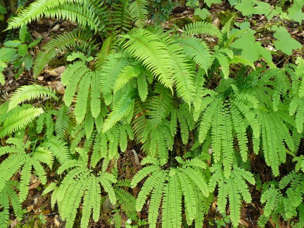 árvore,plantar,folha,flor,selva,botânica