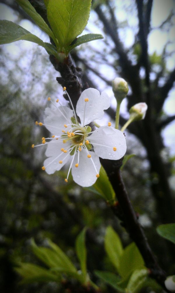 boom,natuur,tak,bloesem,fabriek,fruit