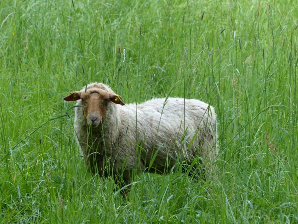 Gras, Feld, Wiese, Landschaft, Natur, Prärie