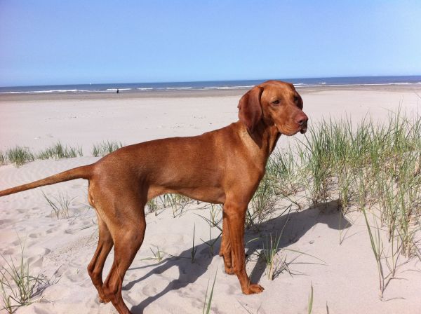 hund, pattedyr, jakthund, virveldyr, hunderase, Strand