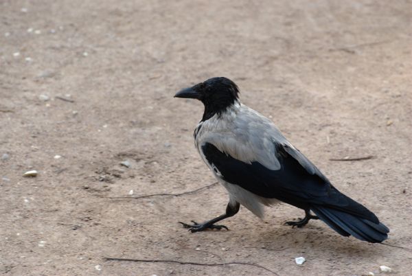 la nature,oiseau,aile,faune,le bec,Nikon