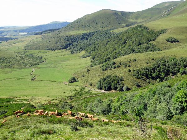 landskap, natur, skog, gress, villmark, gå