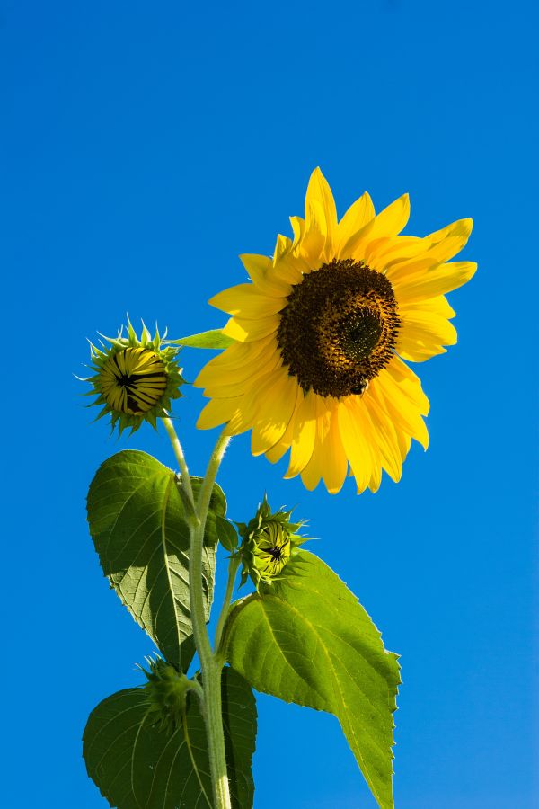 natureza,Flor,plantar,céu,dom,ao ar livre