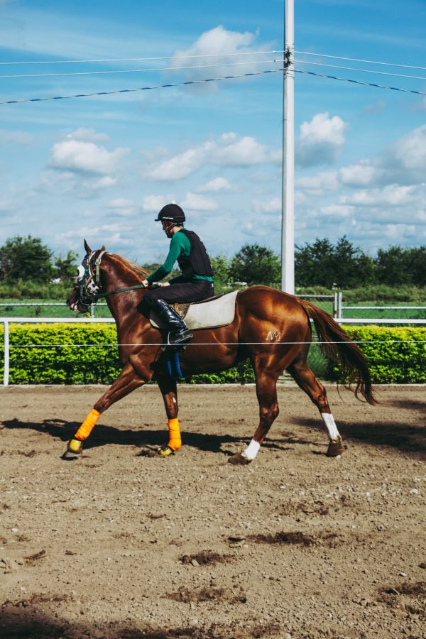 cavalo, jóquei, Cavalo, como, mamífero, Equestre, garanhão, Equitação ocidental