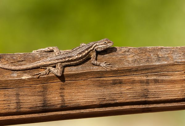 natură,lemn,gard,animal,târâtoare,a închide