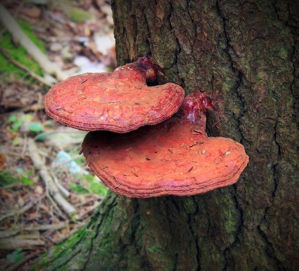 Baum, Natur, Wald, Wandern, Blatt, Kofferraum