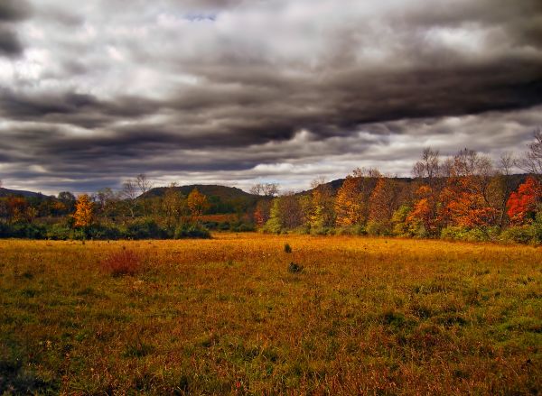 paysage, arbre, la nature, forêt, herbe, région sauvage