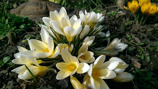 natură,plantă,floare,a inflori,arc,botanică