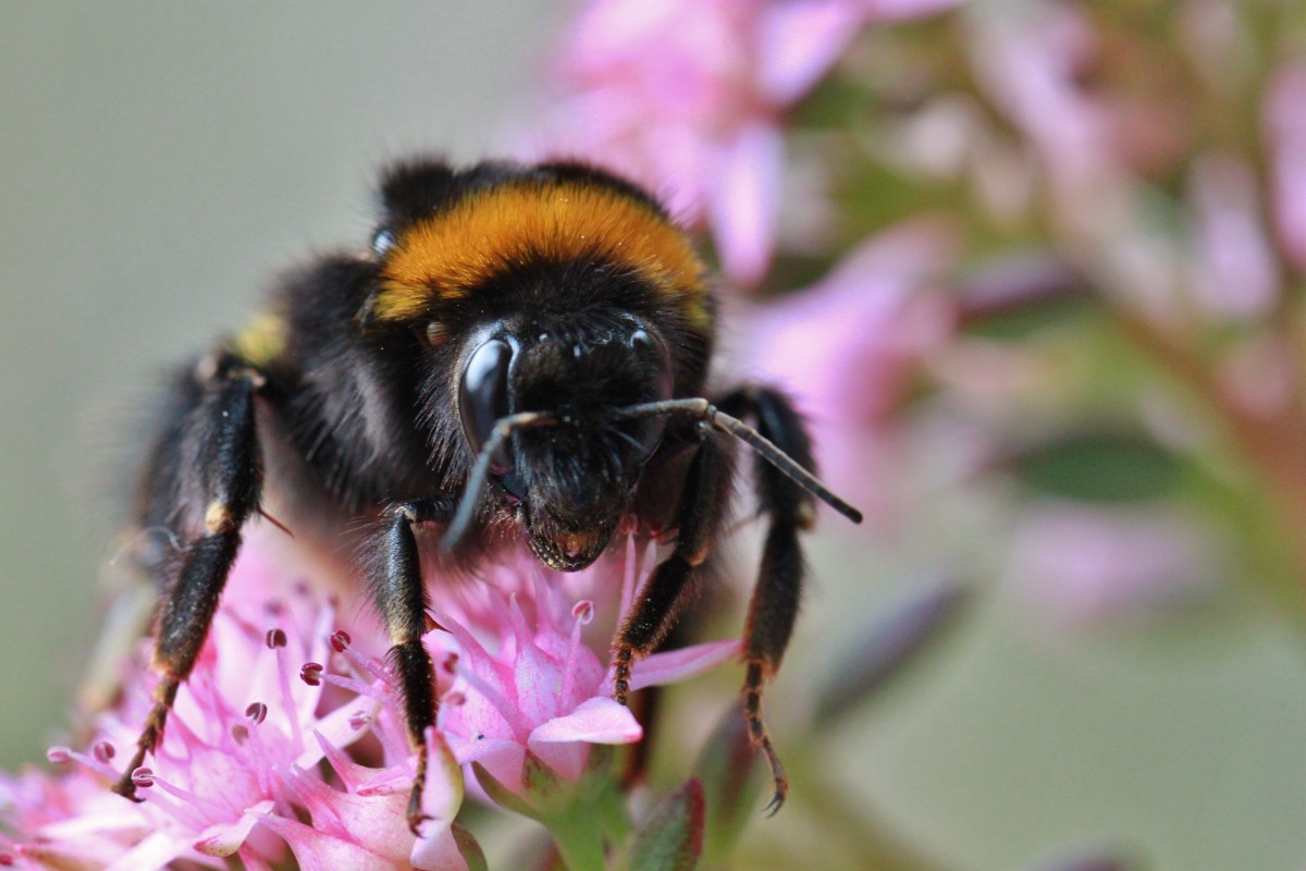 natur, blomma, vinge, växt, blomma, kronblad, blomma, djur-, sommar, päls, pollen, pollinering, fluffig, insekt, makro, trädgård, rosa, stänga, flora, fauna, ryggradslös, randig, stänk, närbild, ben, bi, varelse, humla, Hummel, djurvärlden, nektar, flygning insekt, makrofotografering, artropod, insekt makro, sond, Honungsbi, pollinerare, matintag, membran bevingade insekt