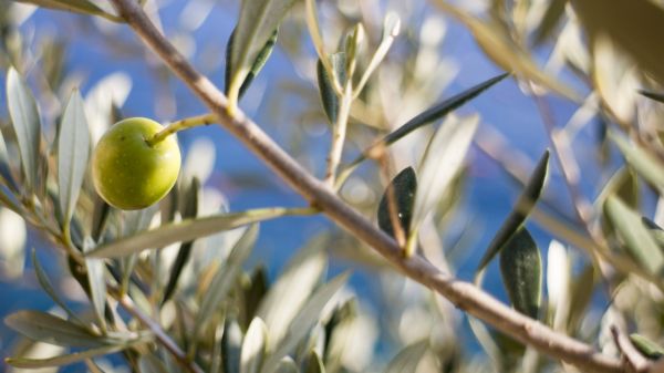 træ,natur,græs,afdeling,blomst,plante