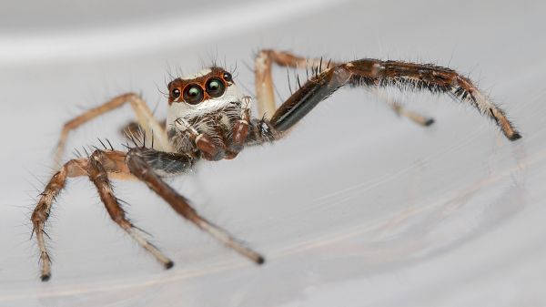 fotografi,fauna,ryggradslös,närbild,Spindel,arachnid