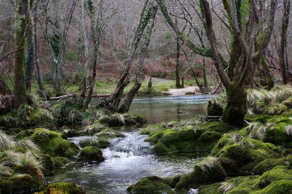 paesaggio, albero, natura, foresta, torrente, natura selvaggia