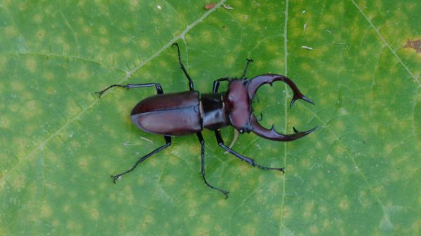 naturaleza, fotografía, hoja, verde, insecto, mosca