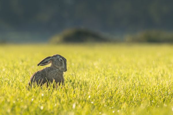 gras,weide,prairie,wildlife,vogel,veld-