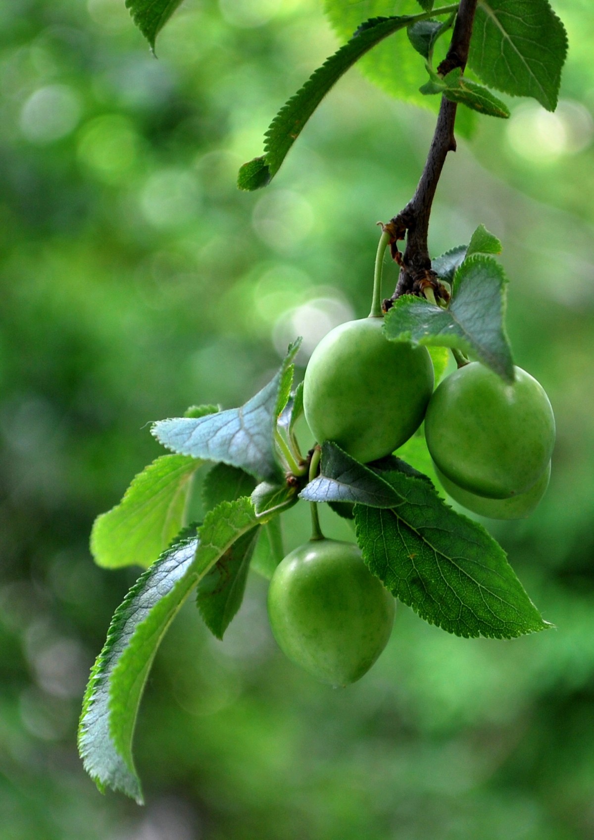 äpple, tabell, träd, natur, gren, grupp, växt, vit, frukt, ljuv, blad, blomma, glas, mogen, orange, mat, grön, röd, producera, grönsak, naturlig, färsk, dryck, botanik, livsstil, saftig, friska, flora, utsökt, friskhet, juice, vitamin, mat, näring, vegetarian, förfriskning, rå, diet, organisk, bio, bantning, blommande växt, träig växt, mark växt