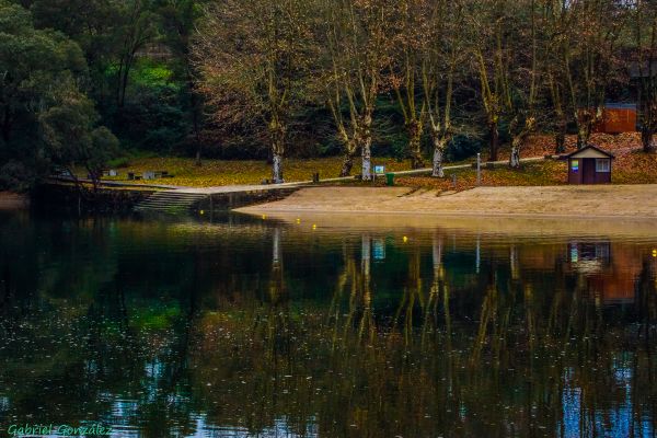 пейзаж,дърво,вода,природа,гора,блато