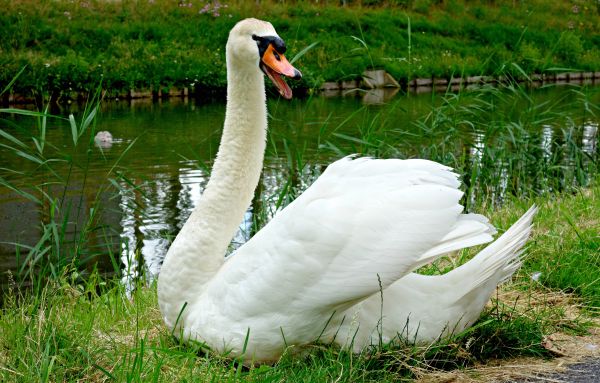 water,bird,wing,wildlife,pond,young